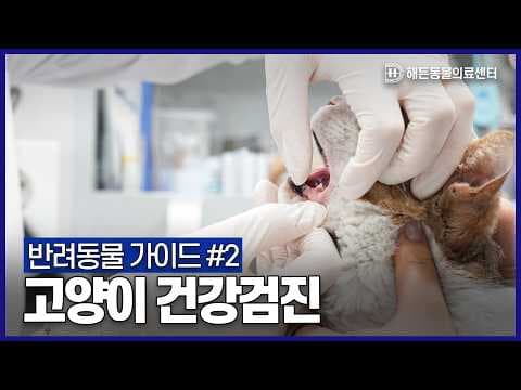 고양이 건강검진, 의학적으로 왜 중요할까? 후회 없는 건강관리법