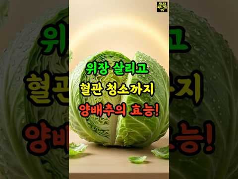 양배추 효능: 위장, 혈관 건강 지키는 의학적 효능 3가지